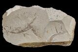 Dawn Redwood (Metasequoia) Fossils - Montana #165177-1